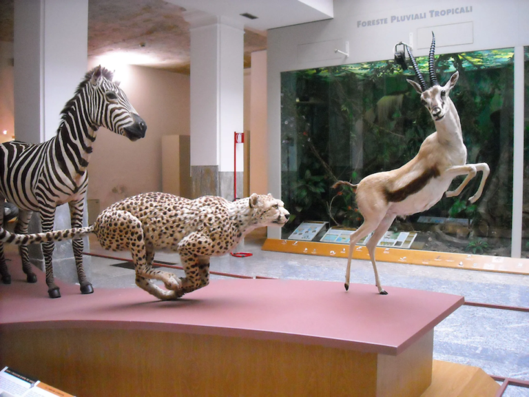 Museo di Storia Naturale Faraggiana Ferrandi: un Tesoro di Novara